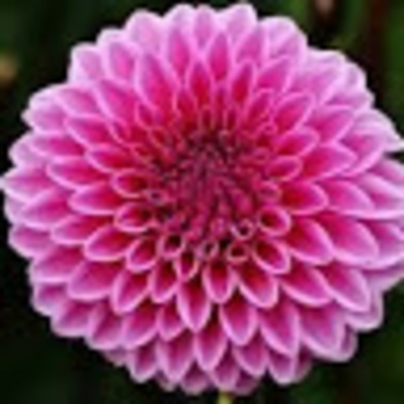 Meet your Posher, Amanda - Picture 1 of 1